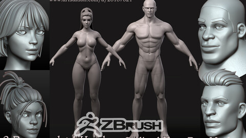 Stylized Hero BaseMesh Man woman Zbursh Highpoly Anatomy pack human cartoon male female torso head body foot hand highpoly basemesh young anatomy