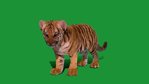 Tiger Cub Mammal