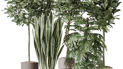 Indoor plants set 60