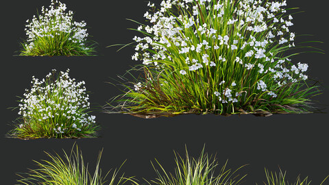 Libertia Grandiflora Grass and Carex Elata Aurea Grass