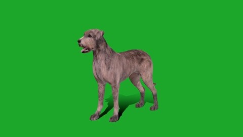 Irish Wolfhound Dog