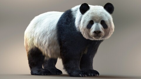 High Detailed 3D Model | Giant Panda RIG XGEN