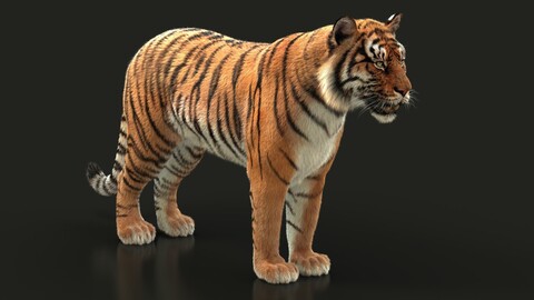 High Detailed 3D Model | Bengal Tiger ANIMATED XGEN