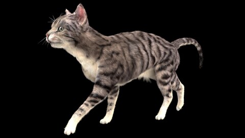 High Detailed 3D Model | Cat Rigged XGEN