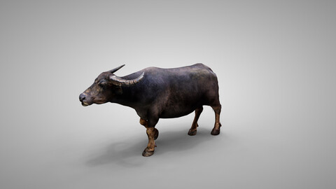 Animated buffalo