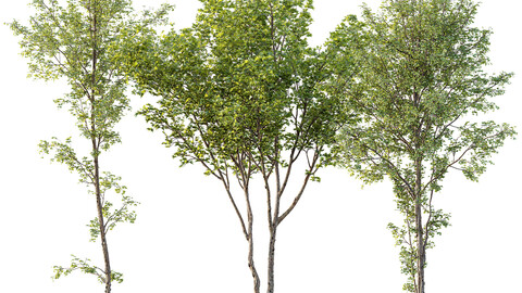 spring trees Alnus Glutinosa and Acer Pseudoplatanus