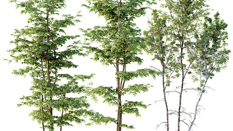 Carpinus Betulus 03