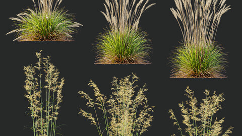 Calamagrostis Acutiflora and Celtica Gigantea Stipa Golden