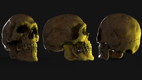 Skull- Game Ready Asset