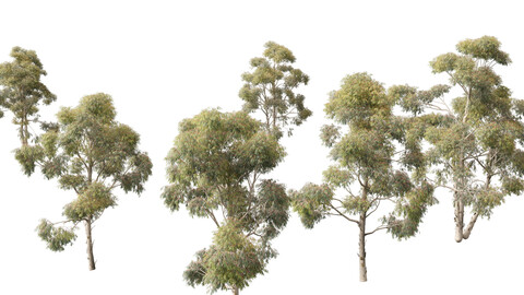 Eucalyptus globulus – Southern blue gum