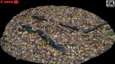 autumn wet leaves ground wood logs photogrammetry