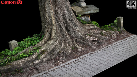 tree roots sidewalk graveyard photogrammetry