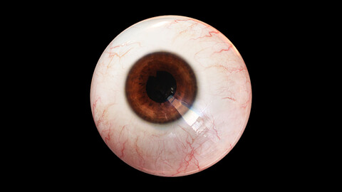 Eye 3D Model - Realistic Human Eye Anatomy