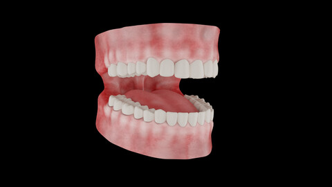 Teeth 3D Model - Realistic Human Teeth Anatomy