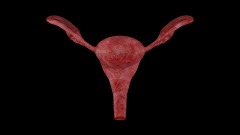 Female Reproductive System 3D Model - Realistic Human Intestines Anatomy