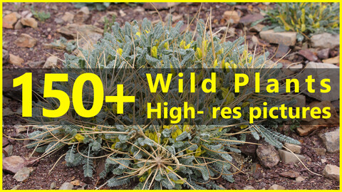 150+ High-resolution photos of Wild Plants - Vol. 01