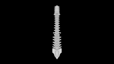 Spinal cord 3D Model - Realistic Human Spinal cord Anatomy