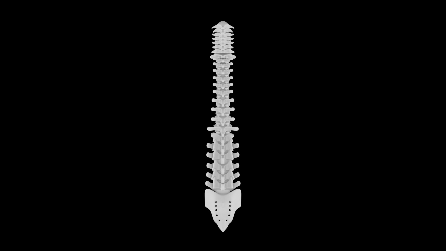 ArtStation - Spinal cord 3D Model - Realistic Human Spinal cord Anatomy ...