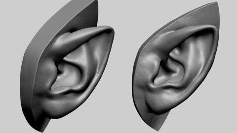 Ear Model D