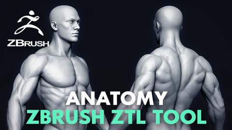 Anatomy ZTL Tool