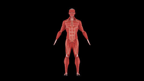 Human Muscle 3D Model- Realistic Human Muscle Anatomy