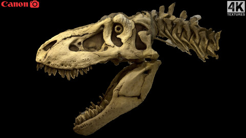 Trex dinosaur skull photogrammetry