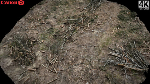 forrest ground cutted trees patch photogrammetry