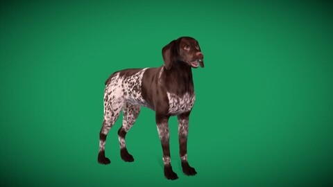 German Shorthaired Pointers Dog