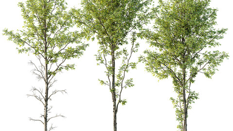 spring trees Alnus glutinosa