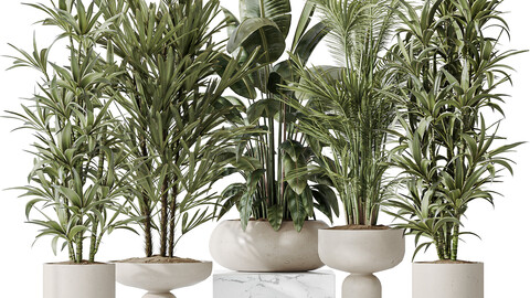 Indoor plants set 81 Areca Majesty and Rhapis Lady Palm