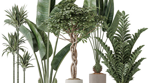 Indoor plants set 77 Bird Of ParadiseBird and Schefflera Arboricola