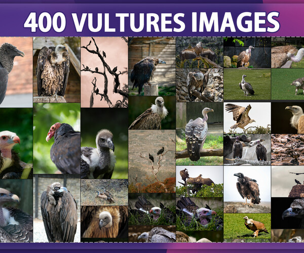 ArtStation - 400 Vultures Image Reference Pack – Vol 1 | Resources