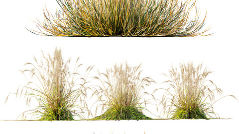 Carex Testacea Orange and Molinia Caerulea Fire Grasses