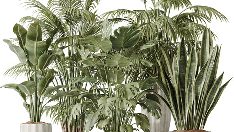 Indoor plants set 70_Majesty Cat Reed Palm and ParadiseBird and Giant Monstera Deliciosa and Green Sansevieria