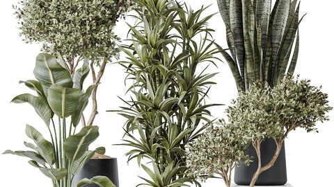 Indoor plants set 84 Olive Tree and ParadiseBird and Lemon Lime Dragon and Green Sansevieria