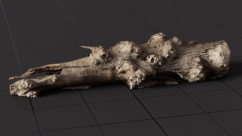 Bark 3D Model