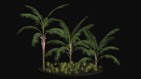 Three Palm tree areca wild tropical jungle