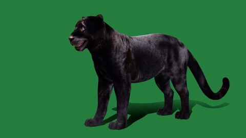 Black Panther Leopard