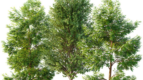 Black locust blossom and Canadian Poplar