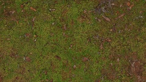 Moss Seamless Texture 2k (2048*2048) | EXR 5 | JPG 5 File Formats All Texture Apply After Object Look Like A 3D. (1K preview image)