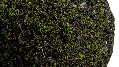 Moss Seamless Texture Patterns 2k (2048*2048) | EXR 5 | JPG 5 File Formats. (1K preview image)