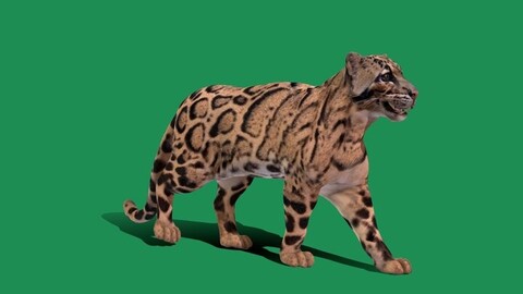 Clouded Leopard Cat