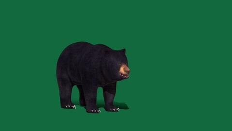 Louisiana American Black Bear