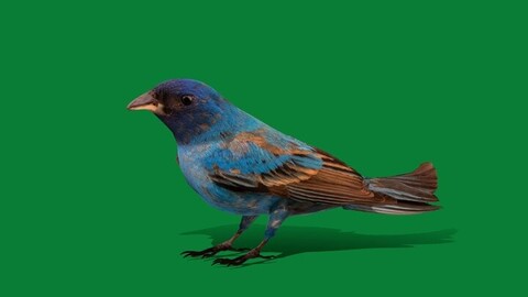 Indigo Bunting Bird