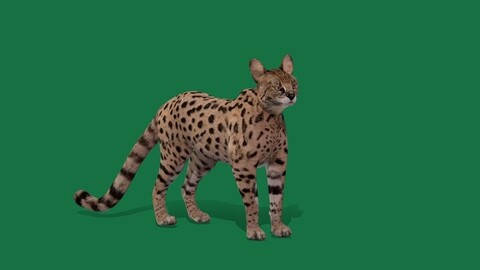 Savannah Cat