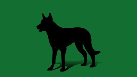 Australian Kelpie Dog