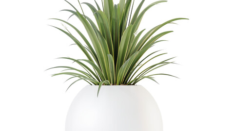 HQ HousePlants Decorative Green Dracaena Cane Dragon