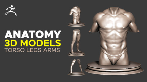 Body Male Anatomy - Torso /Legs /Arms - 3D Models