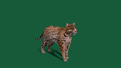 Ocelot Wild Cat