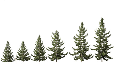 Tsuga heterophylla - Western hemlock